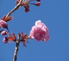 Fleurs Prunus Serrulata Kanzan