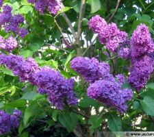 Lilas commun