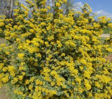 Floraison printanière près de la boite à lettres