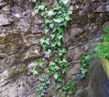 Le  lierre qui repart