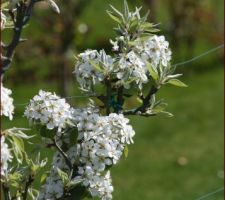 Le jardin de mes parents...