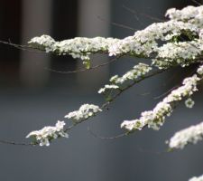 Le jardin de mes parents...