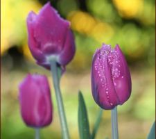 Deux jardinières suffisent à s'évader