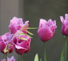 Deux jardinières suffisent à s'évader