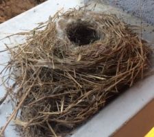 Petite surprise hier !! Petit nid d'oiseau sur la fenêtre de la cuisine