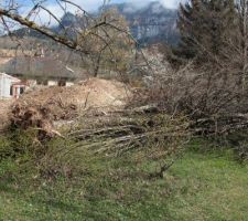 2 arbres par terre avec les souches qui gênaient pour le terrassement