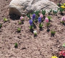 Premières fleurs