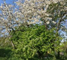 Pendant ce temps là cerisier et cognassier fêtent le printemps !