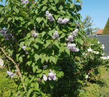 La star du moment au jardin c'est le lilas