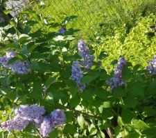 La star du moment au jardin c'est le lilas