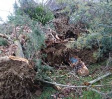 Tas de bois &agrave; tron&ccedil;onner