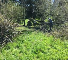 Tron&ccedil;onnage des arbres