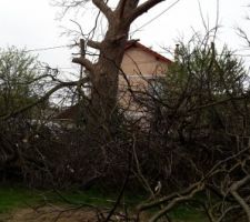 Abattage de l'arbre