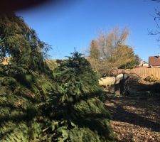 Desouchage de tous les arbres ?