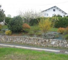 Photo du terrain, malheureusement une partie de ce joli mur en pierre va devoir être détruit pour la construction de la maison, mais le constructeur nous a promis de nous mettre nos pierres de côté pour qu'on puisse le reconstruire plus tard, on a quelques jolis arbres fruitiers dans le fond vers la haie qui ne devraient pas être touchés pendant les travaux et nous avons déplacé un joli rosier vers le bord du terrain.