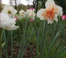 Bordures enfin taillées!
Narcisses