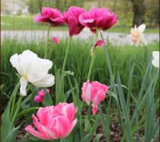 Bordures enfin taillées! 
tulipes à fleur de pivoine