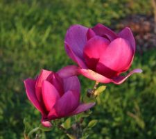 Magnolia 'Cleopatra'