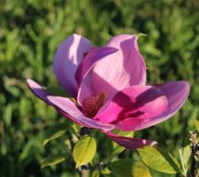 Magnolia Cleopatra