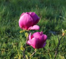 Magnolia Cleopatra