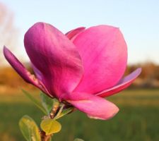 Magnolia Cleopatra