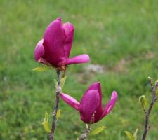 Magnolia Cleopatra