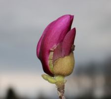 Magnolia 'Cleopatra'