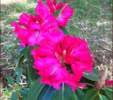 Détail Rhododendron