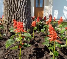 Plantation de sauges rouges.