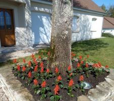 Plantation de sauges rouges.