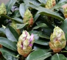 Le rhododendron de la cour arrière prépare sa floraison.