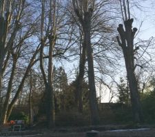 Arbres à couper