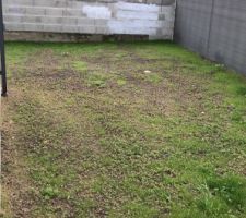 Fraisiers,cassissier,groseillier menthe et gazon plant&eacute;s!!!