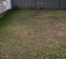 Fraisiers,cassissier,groseillier menthe et gazon plant&eacute;s!!!