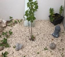 Fraisiers,cassissier,groseillier menthe et gazon plant&eacute;s!!!