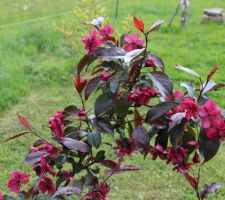 Pommier à fleurs au feuillage pourpre (Malus floribunda 'Royalty')