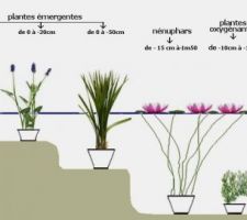 Plantes