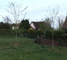Les 2 arbres replant&eacute;s, avec un espace suffisant afin de pouvoir installer un hamac plus tard :).