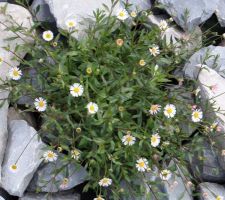 Tour du jardin en ce 1er mai (floraison)