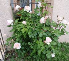 Notre beau rosier.