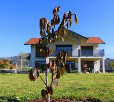 Les feuilles du magnolia après le gel du 21 avril