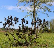 Cotinus grillé par le gel de fin avril