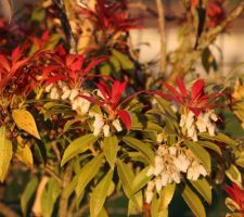 Piéris japonica 'Variegata' (Andromède du Japon panaché), plante de terre de bruyère