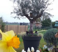 Floraison de printemps