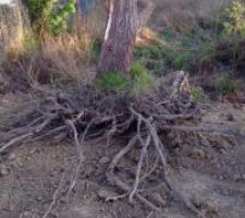 Déracinement de la souche d arbre ( se situant sur l emprise du garage à notre charge)