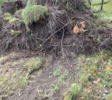 Terrain et souches
