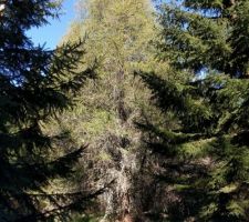 Quelques merveilles...