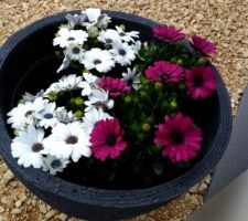 Petite déco de fleur en pot pour le devant de l'entrée