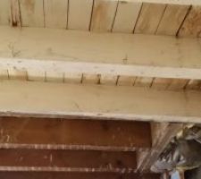 Faux plafond en lattis enlevé.