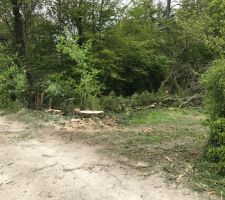 Défrichage et déboisement en cours